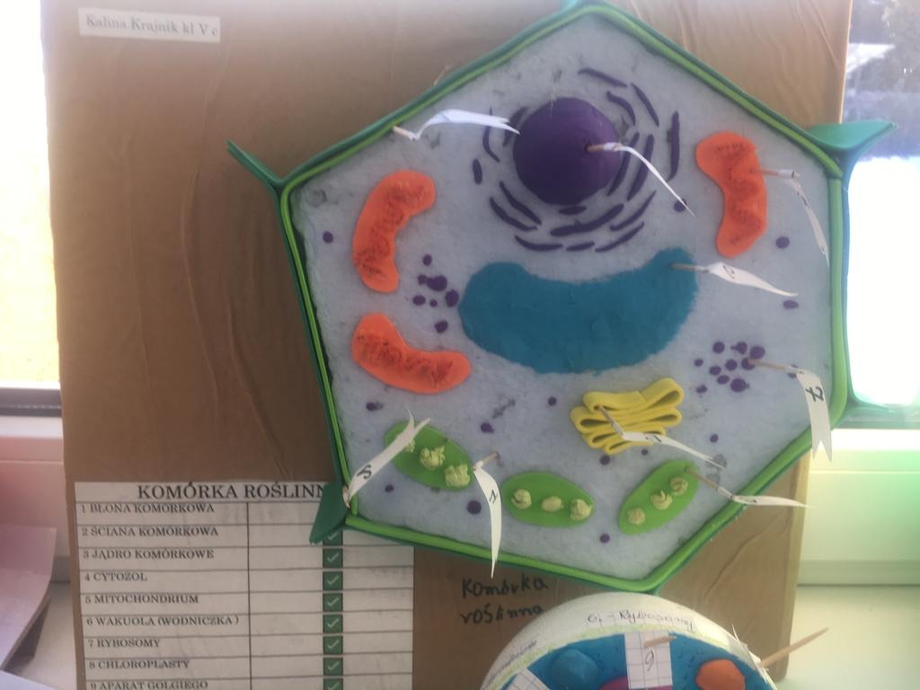 Model komórki - prace uczniów klas piątych - Obrazek 1