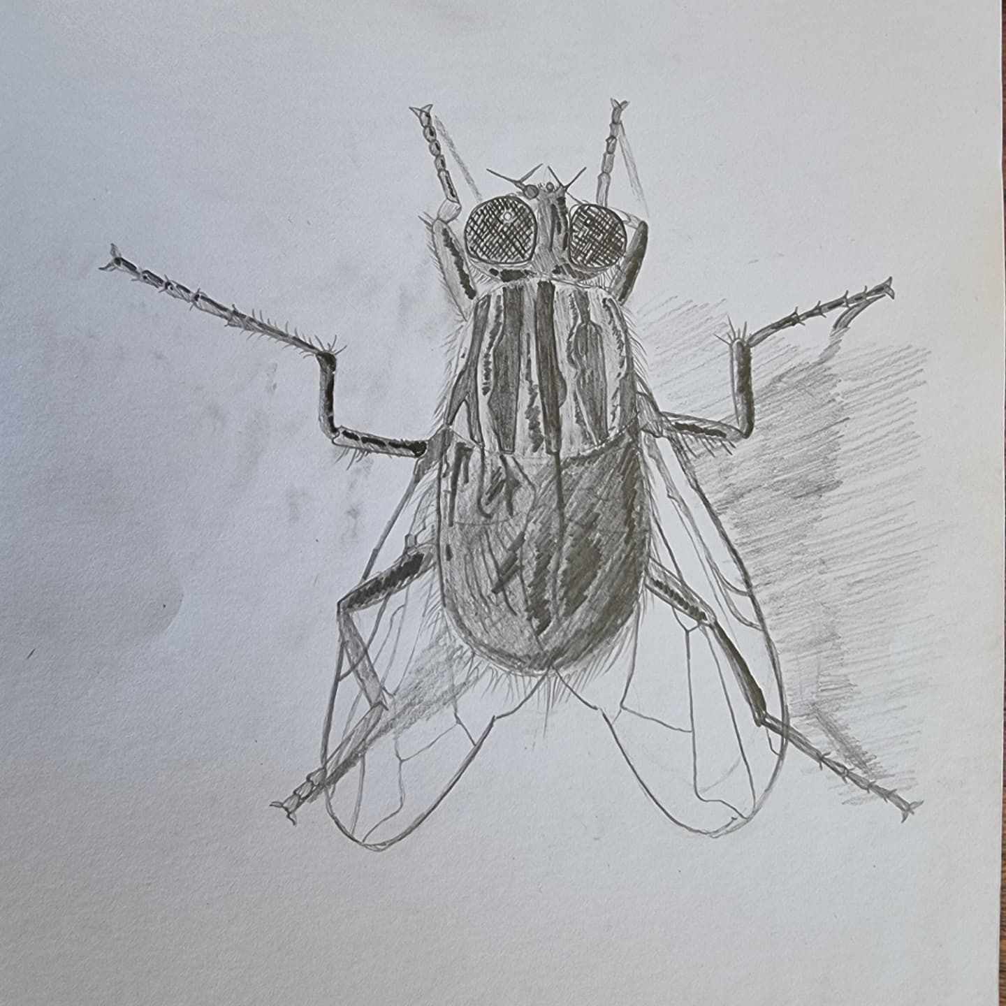 Hmyzáci - Obrázok 2