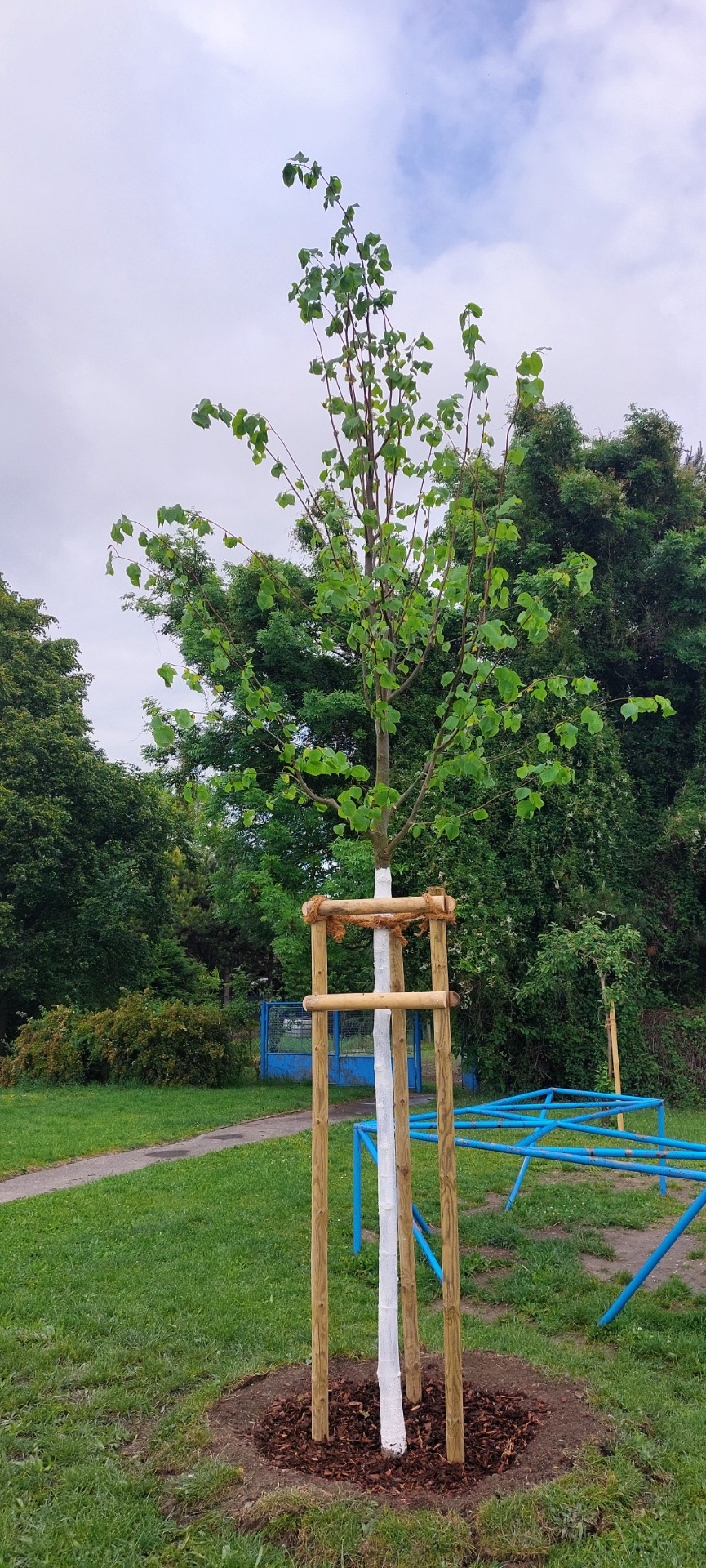 Na školskom dvore pribudli nové stromčeky - Obrázok 1