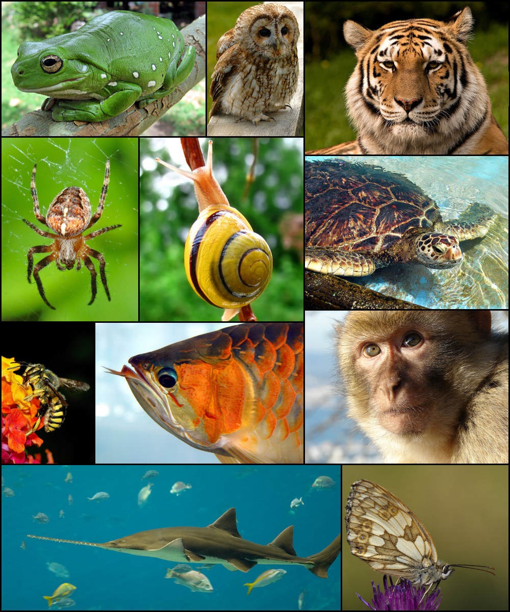 Zachwycający świat zwierząt - innowacja pedagogiczna - Obrazek 1