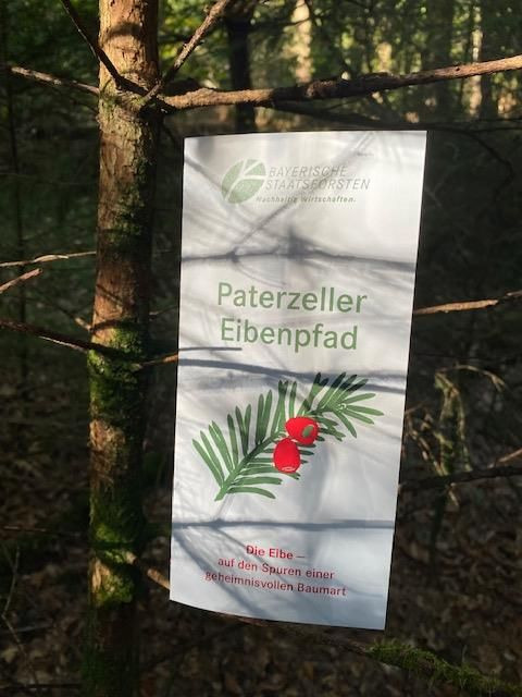 Besuch des Paterzeller Eibenwaldes bei Wessobrunn - Bild 1
