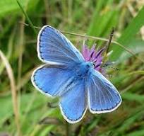 Motyle Polski - Ten mały niebieski motyl upiększa nam łąki ...